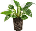 Variegated Philodendron Live Plant, Rare Indoor Houseplant Live Well Rooted 5-7 Inches, Container Growing, Home Office Decor (White Princess Philodendron)