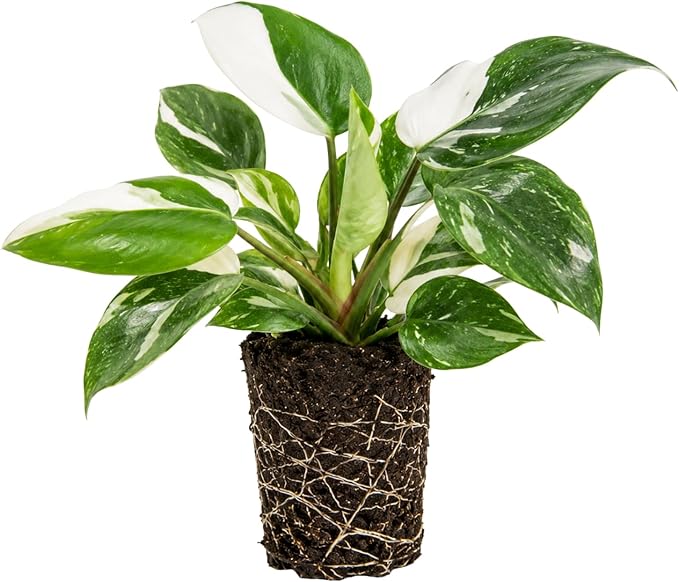 Variegated Philodendron Live Plant, Rare Indoor Houseplant Live Well Rooted 5-7 Inches, Container Growing, Home Office Decor (White Princess Philodendron)