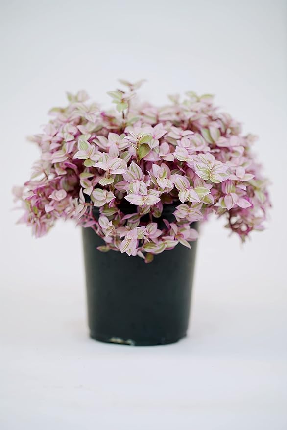 Callisia Pink Panther in Grow Pot