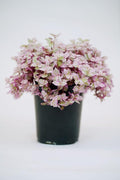 Callisia Pink Panther in Grow Pot