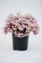 Callisia Pink Panther in Grow Pot