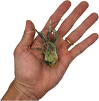 ragnaroc Air Plants - Tillandsia Pruinosa, Large 3-5" - 2ct - Live Arrival Guaranteed - House Plants for Home Decor & Gift