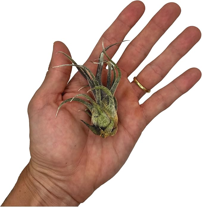 ragnaroc Air Plants - Tillandsia Pruinosa, Large 3-5" - 2ct - Live Arrival Guaranteed - House Plants for Home Decor & Gift
