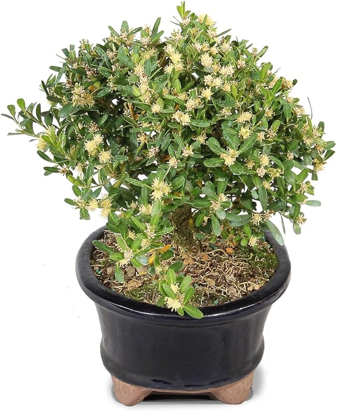 Brussel's Live Harland Boxwood Outdoor Bonsai Tree - 3 Years Old; 6" to 8" Tall with Decorative Container