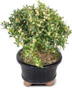Brussel's Live Harland Boxwood Outdoor Bonsai Tree - 3 Years Old; 6" to 8" Tall with Decorative Container