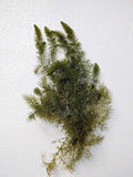 Bunch Plants: Hornwort