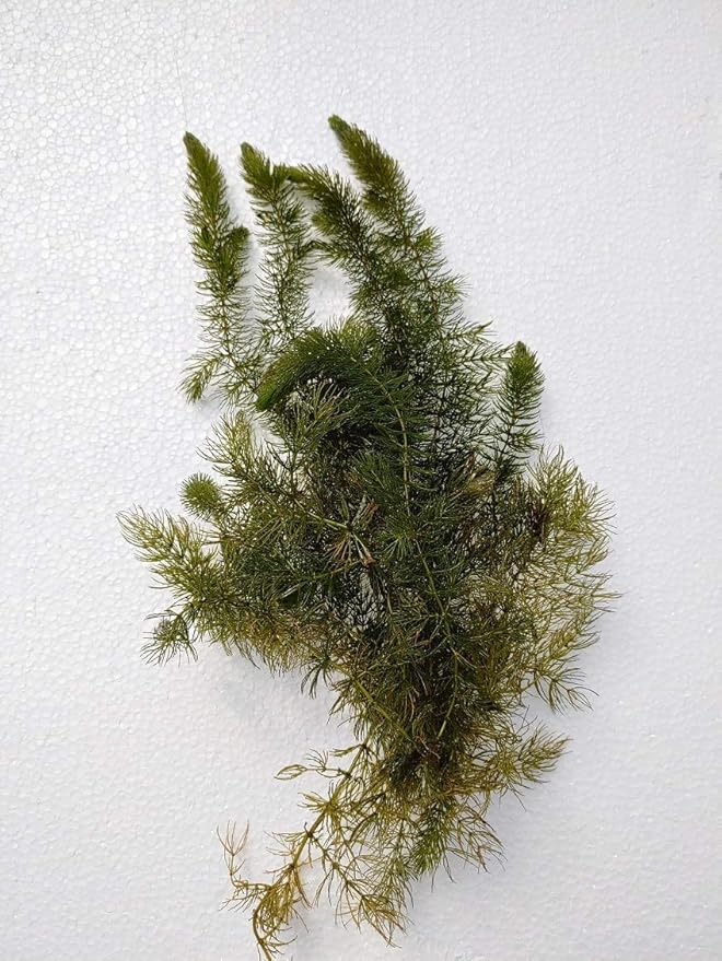 Bunch Plants: Hornwort