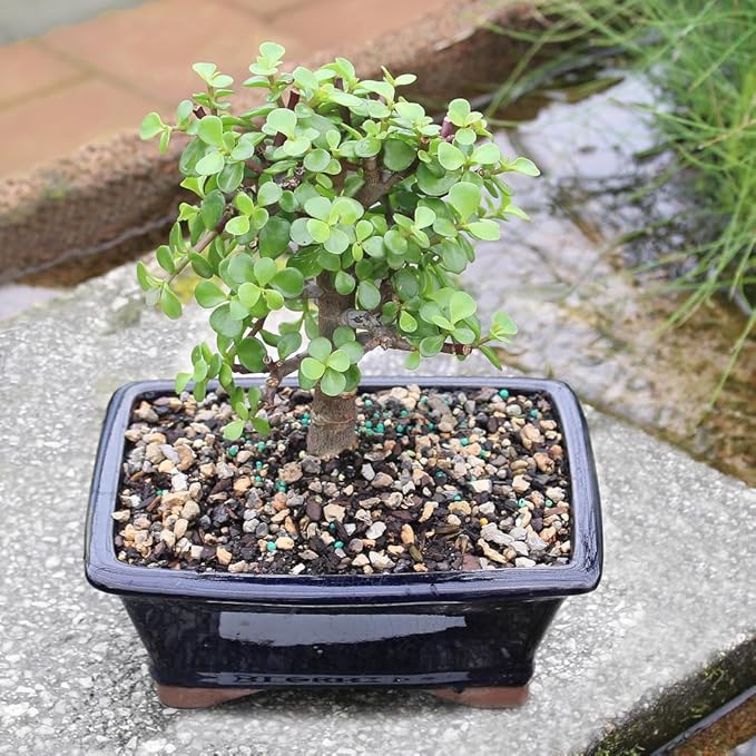 Brussel's Bonsai - Live Dwarf Jade Bonsai Tree in a Grower Bonsai Pot, Indoor Succulent Houseplant, 4 Years Old, 8-12 Inches Tall, Easy Care Plant for Home or Office (Medium, Green)