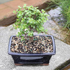 Brussel's Bonsai - Live Dwarf Jade Bonsai Tree in a Grower Bonsai Pot, Indoor Succulent Houseplant, 4 Years Old, 8-12 Inches Tall, Easy Care Plant for Home or Office (Medium, Green)