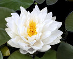 Live Hardy Water Lily Tubers Rhizomes Bulb Seed Nymphaea Aquatic Pond Plants Water Gardens Pre-Grown Flower in White Pink Red Yellow Orange Blue Purple (1, Cuts Asst Hardy Lily)