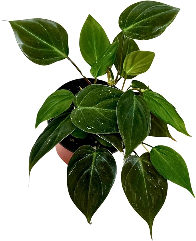 PLANTVERS Philodendron Micans in a 3" Grow Pot | Velvet Leaf Trailing Vine | Tropical Indoor Plant | Easy-Care Houseplant