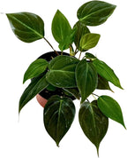 PLANTVERS Philodendron Micans in a 3" Grow Pot | Velvet Leaf Trailing Vine | Tropical Indoor Plant | Easy-Care Houseplant