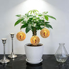 Money Tree Live Plants, Easy to Grow Indoor Houseplants in 4-Inch White Plastic Pot, with Decorative Card B
