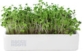 Back to the Roots Organic Microgreens Grow Kit with Ceramic Planter, Expandable Soil, Organic Seeds, and Germination Lid
