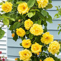 Yellow Rose Live Plant, Can Grow As Rose Bushes Shrubs or Climbing, Fragrant Ready to Plant, Starter Size, 5 to 10 Inc Tall, Dormant in Winter