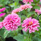 1000+Perennial Zinnia Flower Seeds for Planting Outdoor-Annual Rare Haageana Aztec Sunset Seeds for Garden Home Non-GMO Heirloom