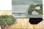 Outsidepride Irish Moss Ground Cover Seeds - 10000 Pcs Perennial Low Growing, Mat-Forming Lawn Alternative, Outdoor Ground Cover Seeds with Shade Tolerance, Ideal for Pathways and Rock Gardens