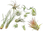 Live Air Plants - Tillandsia Variety, Regular 1-3" - 12ct - Live Arrival Guaranteed, House Plants for Home Decor & Gift