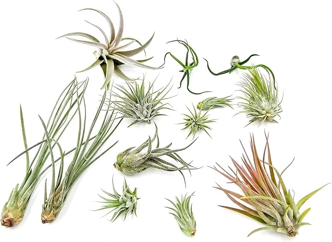 Live Air Plants - Tillandsia Variety, Regular 1-3" - 12ct - Live Arrival Guaranteed, House Plants for Home Decor & Gift