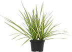Real Dracaena Marginata 'Sunray' Dragon Tree in 6" Grower Pot, Live Houseplant, Easy Plant Decor, Air Purifying Houseplants for Home or Office by Plants for Pets