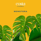 Essential Houseplant Collection (4PK) Live Plants Indoor Plants Live Houseplants in Plant Pots & Costa Farms Monstera Swiss Cheese Plant, Live Indoor Plant, Easy to Grow Split Leaf Houseplant