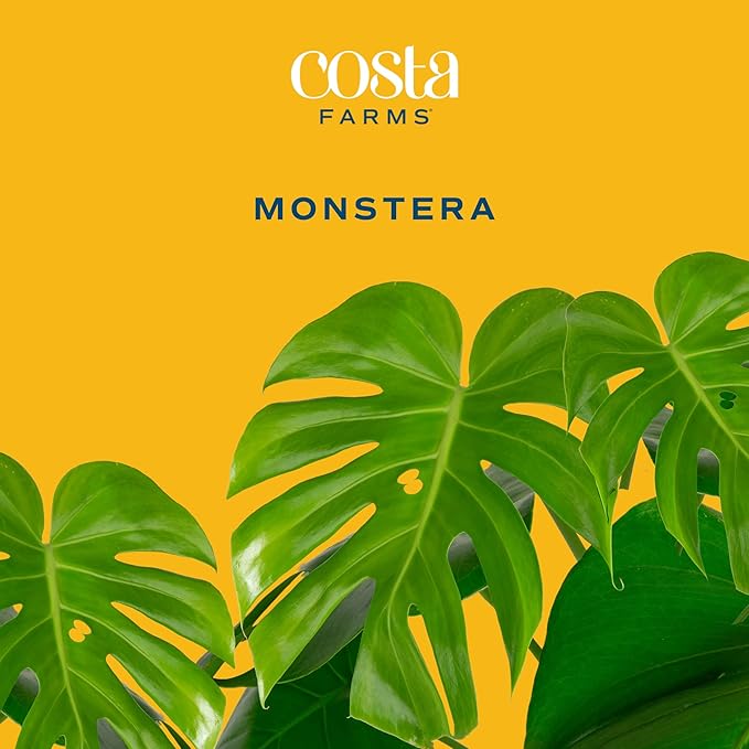 Altman Plants, Classic Houseplant Collection (4PK) Live Plants Indoor Plants Live Houseplants & Costa Farms Monstera Swiss Cheese Plant, Live Indoor Plant, Easy to Grow Split Leaf Houseplant