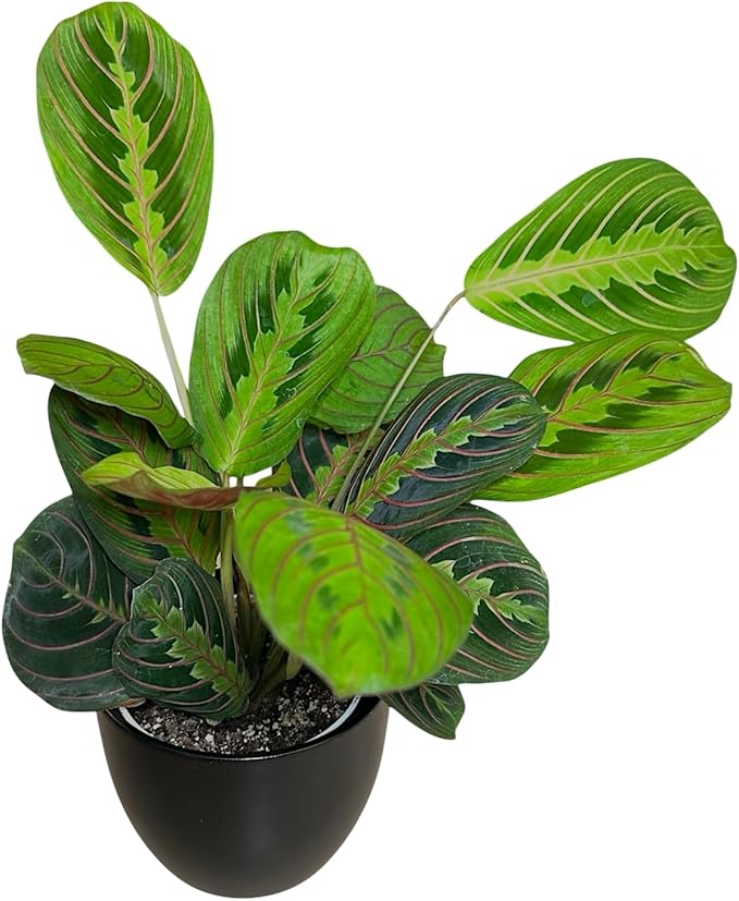 Live Plant, Red Maranta Prayer Plant, Pet Friendly, Air Purifying Plant, Easy Care, Easy to Grow Live Indoor Plant, Houseplant, Rare Indoor Plant, Home Décor 4.7 inch Pot (Black)
