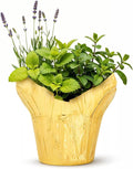 Live Aromatic and Healthy Herb Combo in Deco Cover - Stress Reliever, Combo Includes Lemon Balm, Lavender, and Mint, 12" Tall by 6" Wide in 1.25 Quart Pot