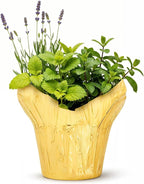 Live Aromatic and Healthy Herb Combo in Deco Cover - Stress Reliever, Combo Includes Lemon Balm, Lavender, and Mint, 12" Tall by 6" Wide in 1.25 Quart Pot