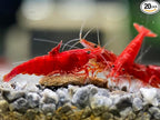 Las Vegas Exotic Fish™ 20 High Grade Fire Red Cherry Shrimps Neocaridina Live Freshwater Shrimp Aquarium Inverts (Live Guarantee or Replacemnt is free) FREE PLANT!