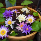 35 PCS Bowl Lotus Seeds for Planting – Mixed Color Bonsai Lotus Flower Seeds, Ornamental Aquatic Plants for Indoor Water Bowls, Outdoor Ponds & Gardens