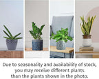Easy Care Live Plants for Indoor | Different Houseplants in Multiple Sizes | Real House Plant for Living Room, Office, Desk & Bathroom