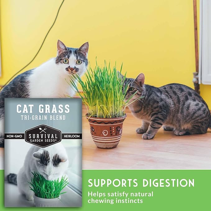 Cat Grass Seeds for Planting – Grow Pet Greens Indoors or Outdoors – Heirloom Non-GMO Tri Grain Blend – Survival Garden Seeds (1 Pack, Seed Only)