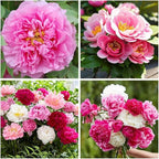 Peony Seeds for Garden Planting, 99 Pieces, Mixed Colors, Perennial Flowers with Ruffled Blooms