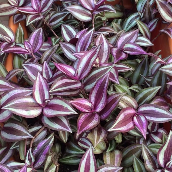 Purple Wandering Jew Plant Live for Planting Indoor, 4 Inc Pot, Tradescantia Zebrina Plant, Wandering Jew Live Plant