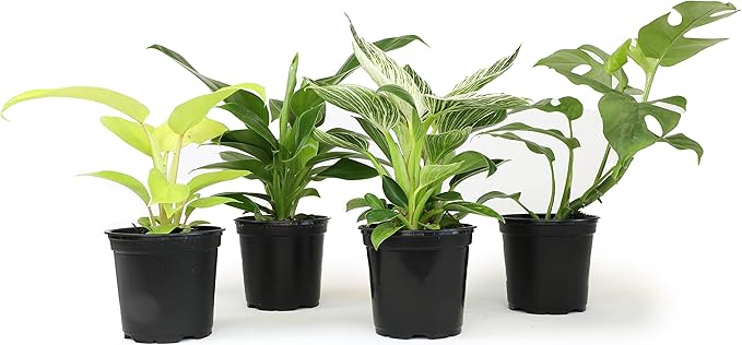 Real Philodendron Plant Variety Pack (Includes 4 Live Plants) in 4.25" Grower Pots, Easy to Grow Air Purifying Philodendrons, Seasonal Surprise Box, Easy & Popular Houseplants by Plants for Pets