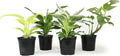 Real Philodendron Plant Variety Pack (Includes 4 Live Plants) in 4.25" Grower Pots, Easy to Grow Air Purifying Philodendrons, Seasonal Surprise Box, Easy & Popular Houseplants by Plants for Pets