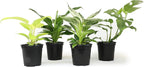 Real Philodendron Plant Variety Pack (Includes 4 Live Plants) in 4.25" Grower Pots, Easy to Grow Air Purifying Philodendrons, Seasonal Surprise Box, Easy & Popular Houseplants by Plants for Pets