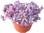 Live Succulent 4" Callisia Repens Pink Lady Turtle Vine, Succulents Plants Live Fully Rooted House Plant for Home Office Decoration, DIY Projects by The Succulent Cult
