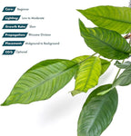 SubstrateSource Anubias Live Aquarium Plants - Potted Freshwater Plant for Fish Tanks, Terrariums - Beginner Friendly Low Light (Heterophylla, Mother Plant)