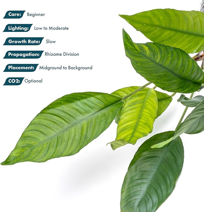 SubstrateSource Anubias Live Aquarium Plants - Potted Freshwater Plant for Fish Tanks, Terrariums - Beginner Friendly Low Light (Heterophylla, Mother Plant)