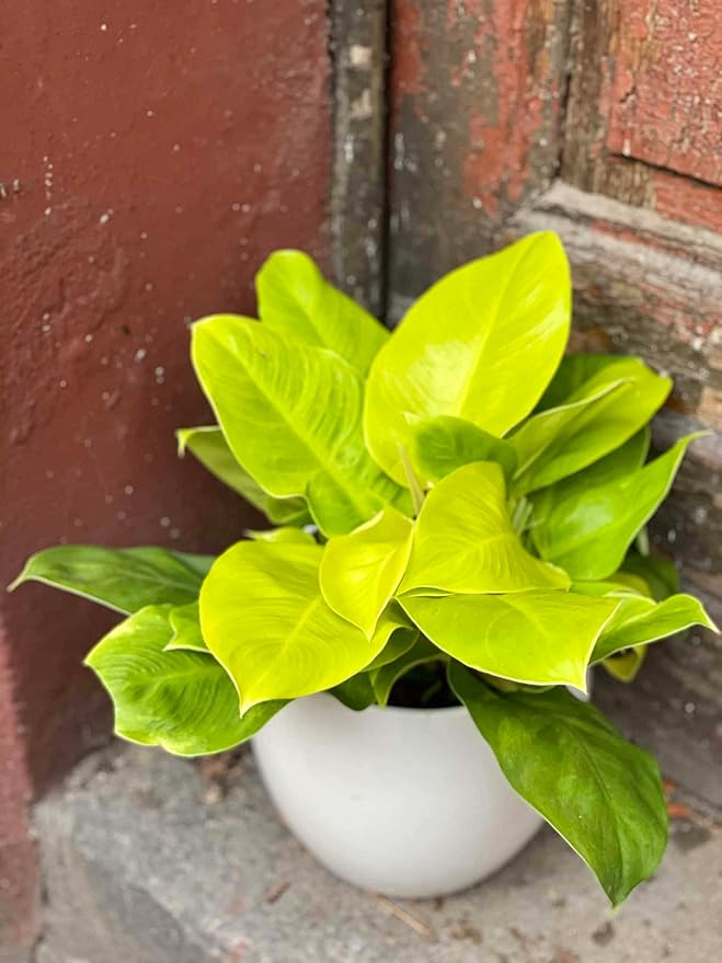Philodendron Moonlight - Live Starter Plant - Rare and Elegant Indoor Houseplant