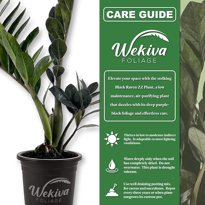 Black Raven ZZ Plant - Live Plant in a 4 Inch Growers Pot - Zamioculcas Zamiifolia - Beautiful Rare and Exotic Easy Care Houseplant