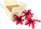 ragnaroc Live Plants - Bromeliad Neoregelia 'Fireball', Large 5-7" - 3ct - Live Arrival Guaranteed - House Plants for Home Decor & Gift