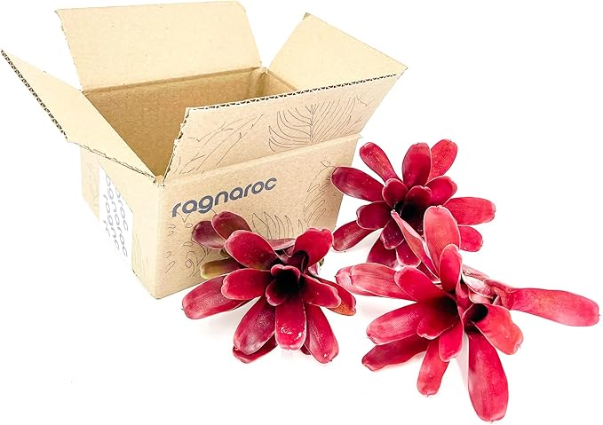 ragnaroc Live Plants - Bromeliad Neoregelia 'Fireball', Large 5-7" - 3ct - Live Arrival Guaranteed - House Plants for Home Decor & Gift