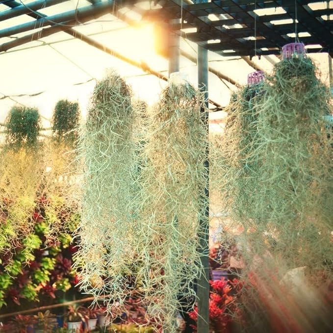 Fresh Air Plant Live Spanish Moss Houseplants Clump 10" Long to Grow, Tillandsia Air Purifying Plants Indoor for Hanging Décor