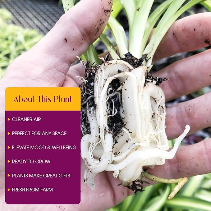Hawaiian Spider Plants - 3 Live Starter Plants for Home & Office Decor - Air Purifying Rare Houseplants with White & Green Striped Foliage - Easy to Grow Indoor & Garden Plant