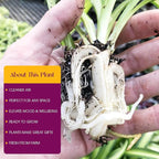 Hawaiian Spider Plants - 3 Live Starter Plants for Home & Office Decor - Air Purifying Rare Houseplants with White & Green Striped Foliage - Easy to Grow Indoor & Garden Plant