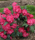 (1) - Holden Red Rhododendron - Starter Plant (7m) (1 Live Plant)