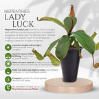 Pitcher Plant Collection (4 Pack) Rare Nephentes Live Carnivorous Plants- Gaya, Miranda, Lady Luck & Alata- Insect Eating Indoor Plants, Exotic Live Pitcher Plants